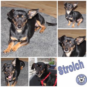 Strolch in 27299 Etelsen *reserviert*