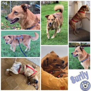 Surily in 46499 Hamminkeln