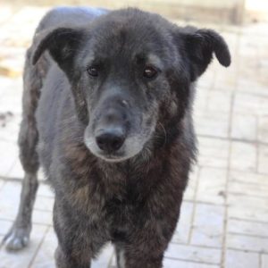 TANABAHI - vermisst 08/21