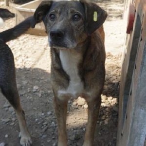 TENNO - reserviert THL DogR (NadineZ 12/20) - vermittelt