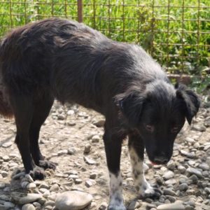 TERESA - reserviert Tierhilfe Lebenswert DR - vermittelt