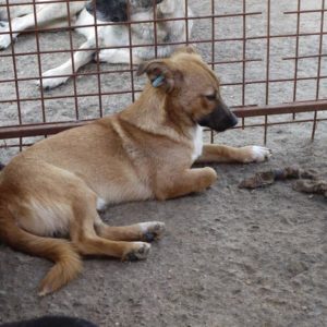 THALE - Notfall - reserviert NadineH - vermittelt