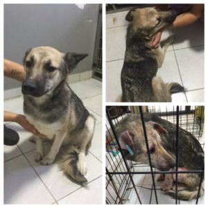 THELO - reserviert THL DogR - vermittelt