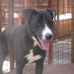 THYME - reserviert für ES (MG) - vermittelt