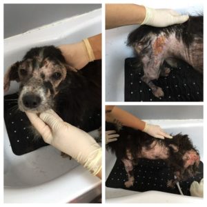 TIBOR - reserviert Manuela - vermittelt