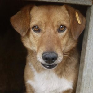 TIDO - reserviert Tierhilfe Lebenswert DR - vermittelt