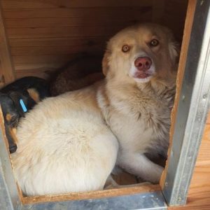 TIFA - Tierhilfe Lebenswert DR - vermittelt