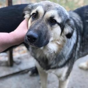 TILLA - auf Pflegestelle in PLZ 0 - vermittelt