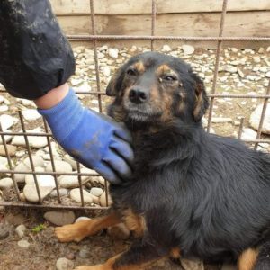 TINY - reserviert Tierhilfe Lebenswert DR 15.10. - vermittelt