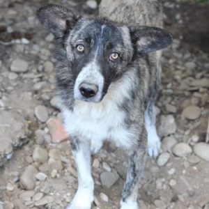 TOBY (♂) - ausgereist zur Tierhilfe Lebenswert