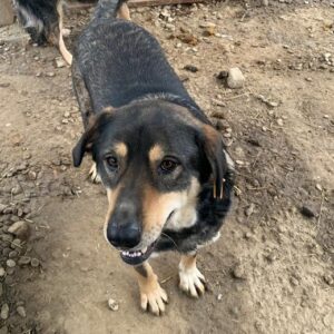 TOFU - reserviert Tierhilfe Lebenswert DR - vermittelt