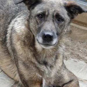 TOMASO - vermisst 08/21