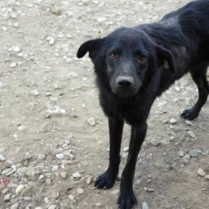 TOMMES - Notfall - vermisst 08/21