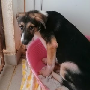 TOMTE - reserviert Tierhilfe Lebenswert DR - vermittelt