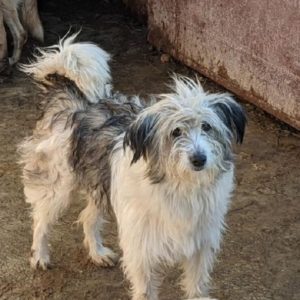 TONNJA - reserviert Lorraine - vermittelt