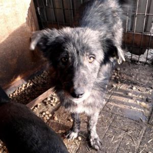 TOSCA - vermisst 08/21