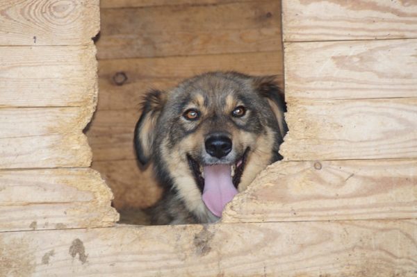 TOULOUSE - seit mindestens 2018 im Shelter – Bild 4