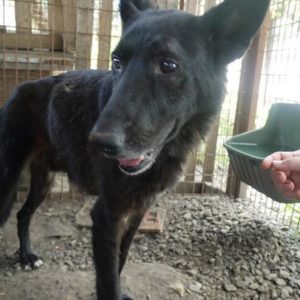 TRAMP - reserviert TH Pfaffengrün - vermittelt