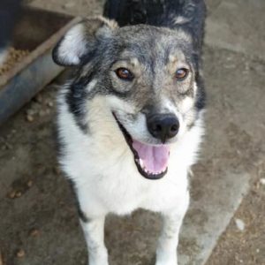 TRUBADUR - reserviert - vermittelt