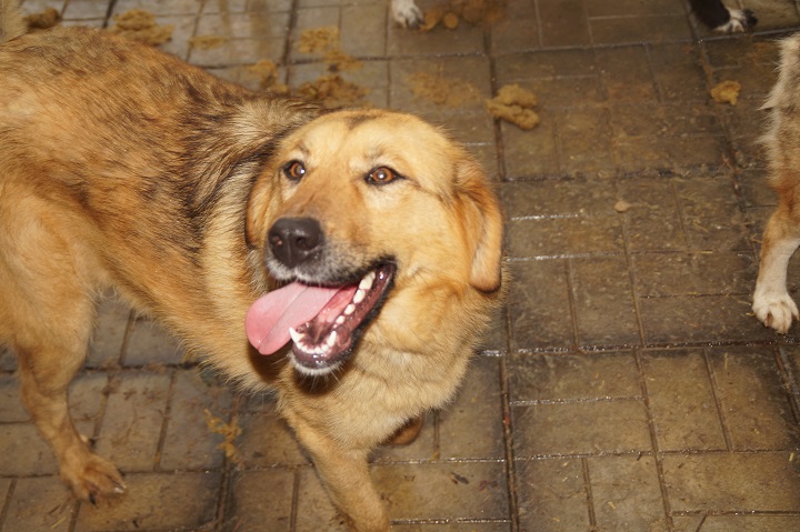TRUDCHEN (INSA) - reserviert Stinkefußfarm Brekenrühe - vermittelt – Bild 4