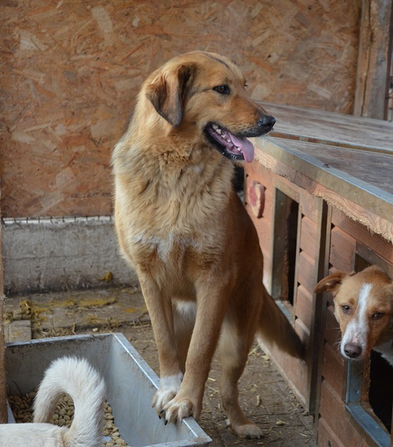 TRUDCHEN (INSA) - reserviert Stinkefußfarm Brekenrühe - vermittelt – Bild 3