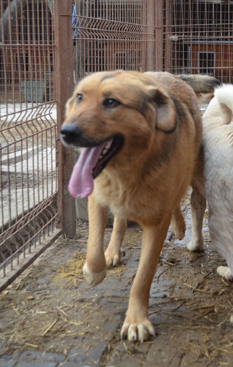 TRUDCHEN (INSA) - reserviert Stinkefußfarm Brekenrühe - vermittelt – Bild 2