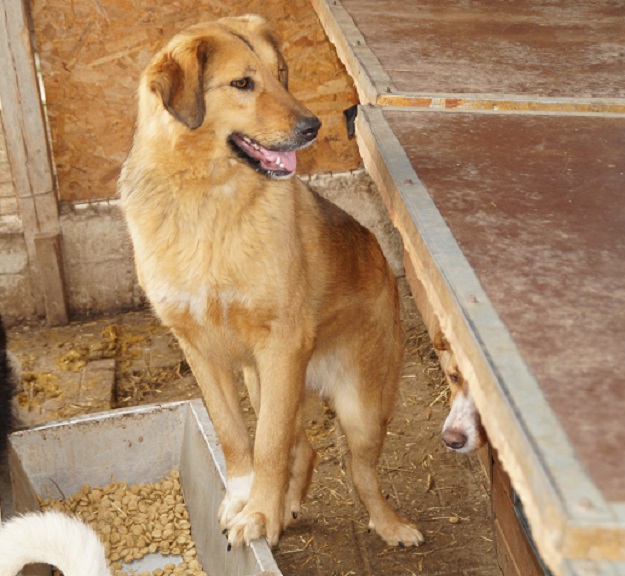 TRUDCHEN (INSA) - reserviert Stinkefußfarm Brekenrühe - vermittelt – Bild 6