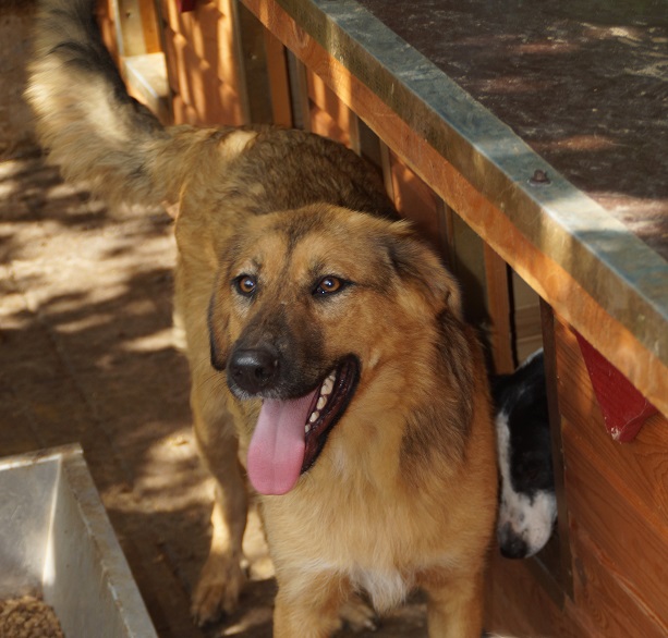 TRUDCHEN (INSA) - reserviert Stinkefußfarm Brekenrühe - vermittelt