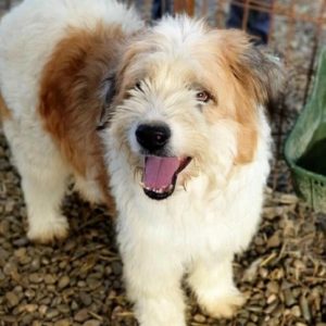 TRUMPET - reserviert IH DR - vermittelt