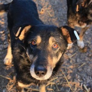 TRÜFFELCHEN - reserviert IH DR - vermittelt