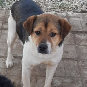 TUDOR - reserviert Anna - vermittelt