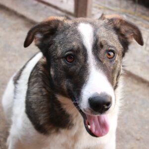 TULSY - auf Pflegestelle in PLZ 6 *vermittelt*