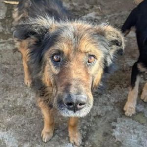 TUVELLO - reserviert - vermittelt