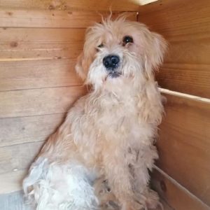 TÜPFEL - reserviert - vermittelt