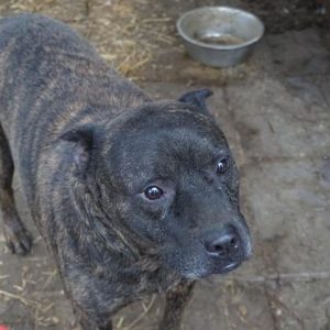 TWIX - kein Vermittlung möglich - vermisst 08/2021