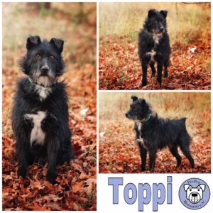 Toppi in 14776 Brandenburg an der Havel *vermittelt*