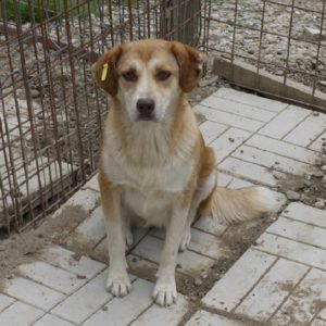 URSL - Notfall im Shelter + war seit mind. 2019 dort - auf PDR PS im PLZ Bezirk 31 - vermittelt