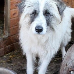 FUSSEL - reserviert Manuela - vermittelt