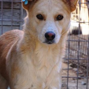 WAFFLE - vermisst 08/21