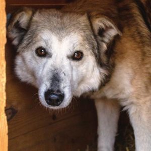 WULFY - vermisst 11/2021