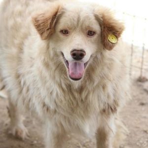 WUSCHEL - reserviert TH Gifhorn (NadineZ) - vermittelt