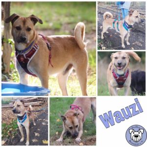 Wauzi in 56379 Singhofen (RLP)