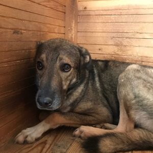 WIGO - hat sich komplett aufgegeben und ist resigniert - reserviert IH DR 28.11. - vermittelt