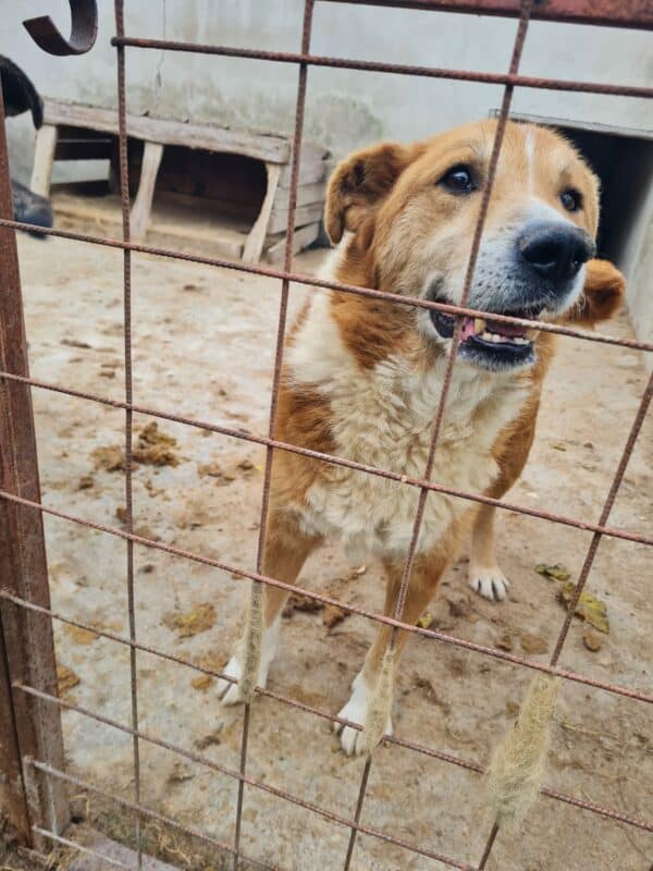 FRIDOLIN - auf PDR PS als Gnadenplatzhund gereist – Bild 10