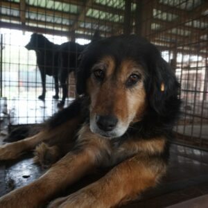 BRENDA - auf PDR PS im PLZ Bezirk 78 *vermittelt*