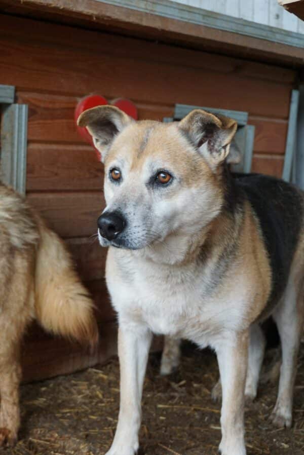 KAJAL (BUCK) - lebte seit 2016 im Shelter - auf PDR PS im PLZ Bezirk 96 - vermittelt – Bild 7