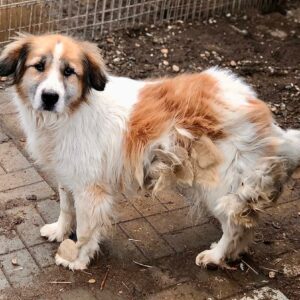 NECHAMA - stark verfilzt - seit mind. 2019 im Shelter - vermittelt Manuela