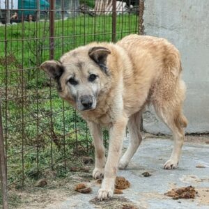 TAMBO - viel zu dünn - vermittelt LS