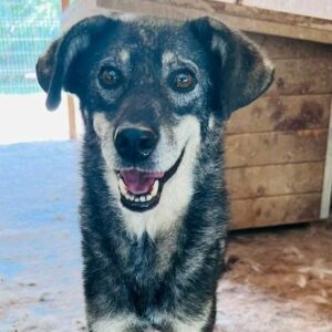 ZORRO - vermittelt Manuela