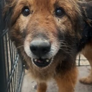 CITRON (♀) - reserviert Tierhilfe Lebenswert DR - vermittelt